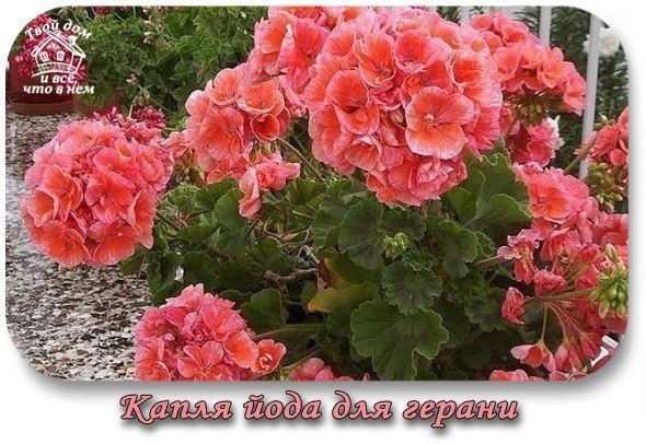 КАПЛЯ ЙОДА - И ВЫ НЕ УЗНАЕТЕ СВОЮ ГЕРАНЬ! КАПЛЯ ЙОДА - И ВЫ НЕ УЗНАЕТЕ СВОЮ ГЕРАНЬ!