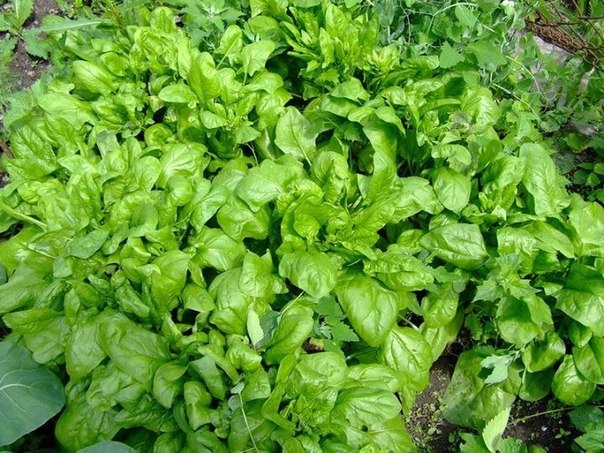 Диетологи утверждают - шпинат невероятно полезен.