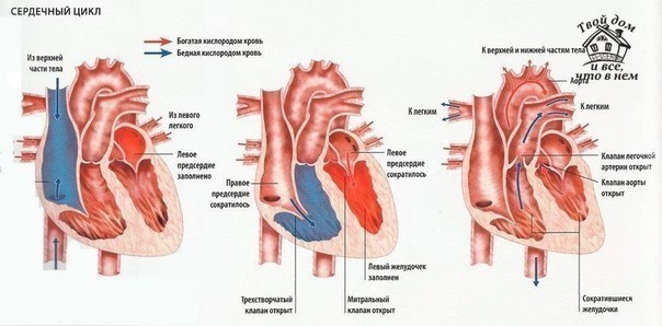 УКРЕПЛЕНИЕ СЕРДЕЧНО-СОСУДИСТОЙ СИСТЕМЫ УКРЕПЛЕНИЕ СЕРДЕЧНО-СОСУДИСТОЙ СИСТЕМЫ