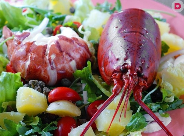 РЕЦЕПТ САЛАТА ИЗ ОМАРА ПО-КАТАЛАНСКИ РЕЦЕПТ САЛАТА ИЗ ОМАРА ПО-КАТАЛАНСКИ