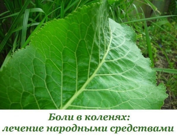 Боли в коленях: лечение народными средствами