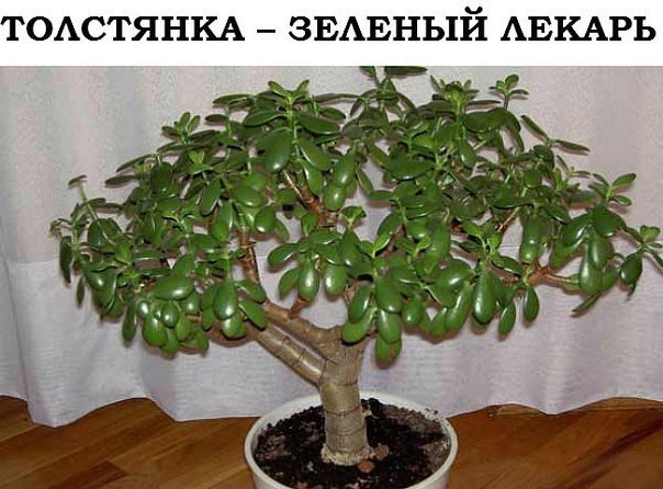 Толстянка -зелёный лекарь