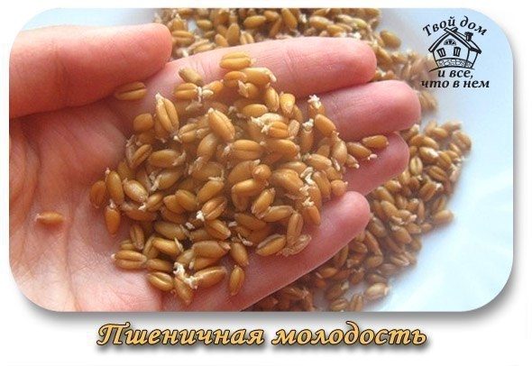 Пшеничная молодость