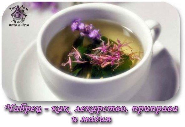 Чабрец - как лекарство, приправа и магия