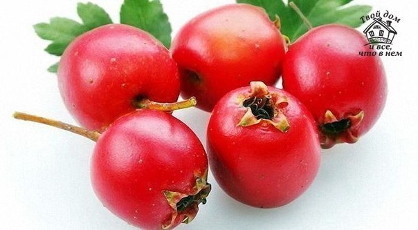 Настойка молодости, красоты и здоровья! "Три в одном"! Настойка молодости, красоты и здоровья! "Три в одном"!