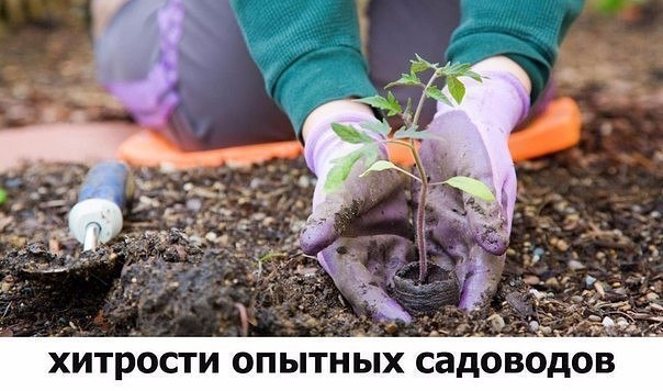 Йод для капусты.