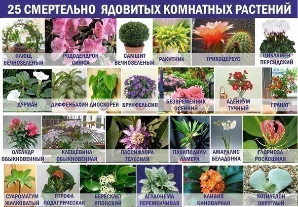 25 смертельно ядовитых комнатных растений! 25 смертельно ядовитых комнатных растений!