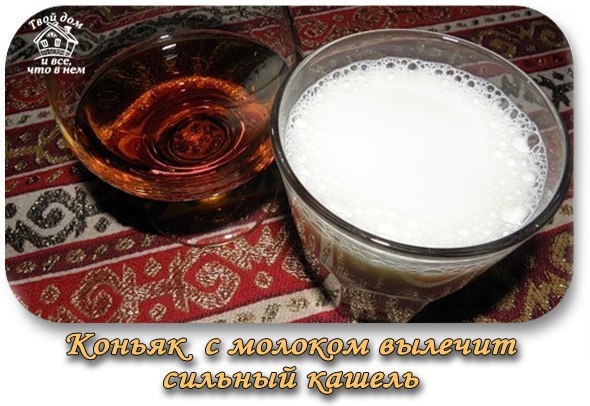 Коньяк с молоком вылечит сильный кашель!