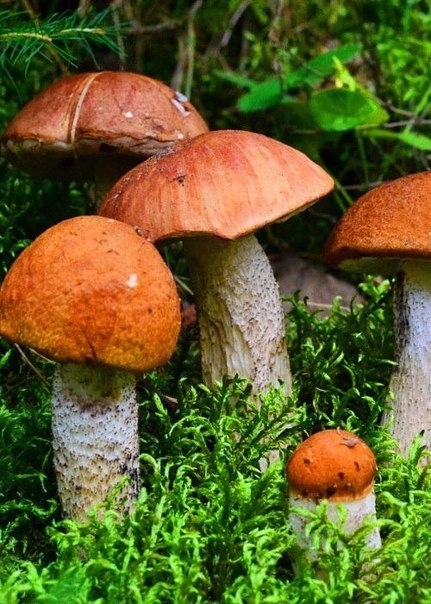 Уходит лето, не прощаясь, по-английски, Уходит лето, не прощаясь, по-английски,