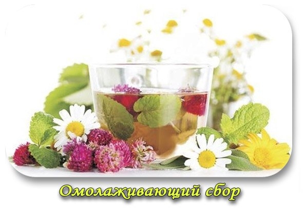 Омолаживающий сбор. Омолаживающий сбор.