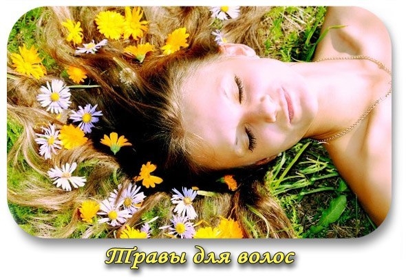 ТРАВЫ ДЛЯ ВОЛОС