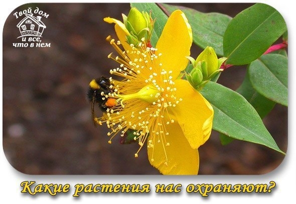 Какие растения нас охраняют? Какие растения нас охраняют?