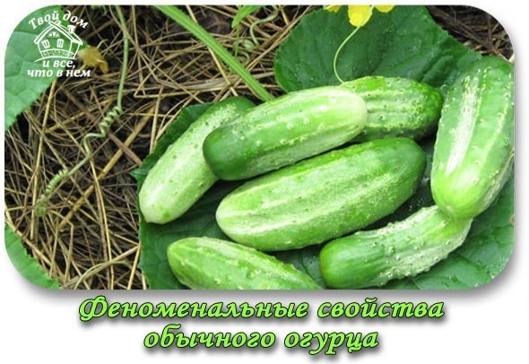 Феноменальные свойства обычного огурца Феноменальные свойства обычного огурца