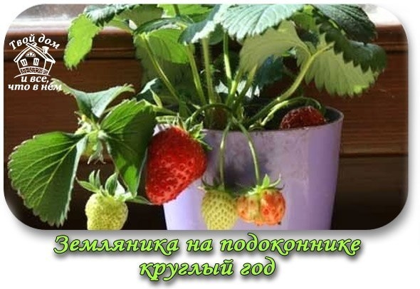 ЗЕМЛЯНИКА НА ПОДОКОННИКЕ КРУГЛЫЙ ГОД. ЭТАПЫ И ХИТРОСТИ ХОРОШЕГО УРОЖАЯ. ЗЕМЛЯНИКА НА ПОДОКОННИКЕ КРУГЛЫЙ ГОД. ЭТАПЫ И ХИТРОСТИ ХОРОШЕГО УРОЖАЯ.
