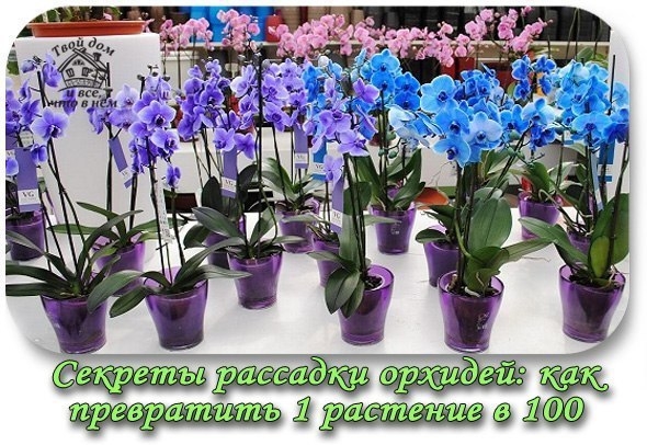 Секреты рассадки орхидей: как превратить 1 растение в 100.