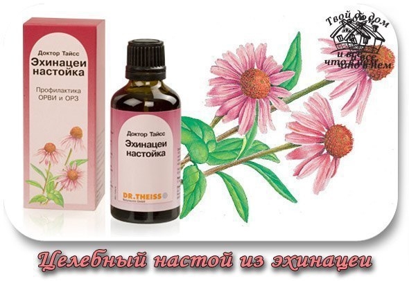 Целебный настой из эхинацеи. Целебный настой из эхинацеи.
