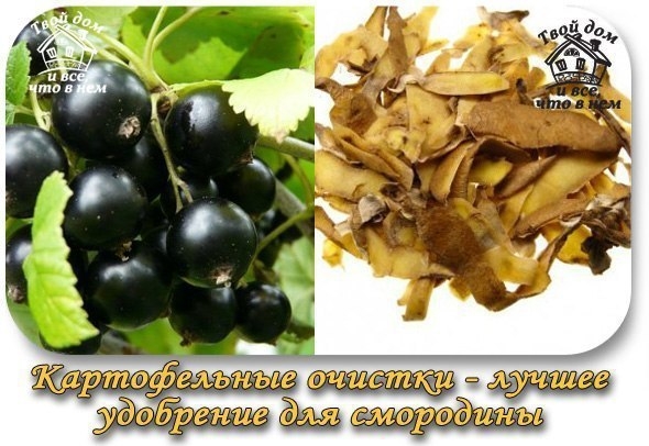 Картофельные очистки — самое лучшее удобрение для смородины Картофельные очистки — самое лучшее удобрение для смородины