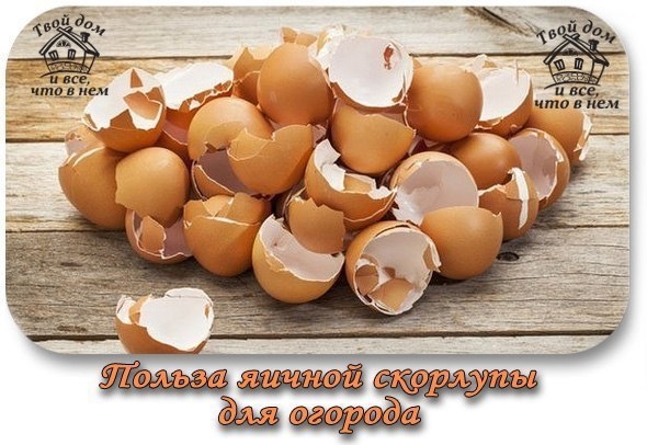 ПОЛЬЗА ЯИЧНОЙ СКОРЛУПЫ ДЛЯ ОГОРОДА ПОЛЬЗА ЯИЧНОЙ СКОРЛУПЫ ДЛЯ ОГОРОДА