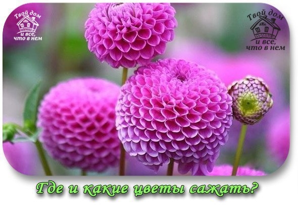 ГДЕ И КАКИЕ ЦВЕТЫ САЖАТЬ? ГДЕ И КАКИЕ ЦВЕТЫ САЖАТЬ?