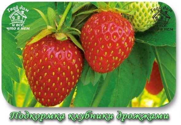ПОДКОРМКА КЛУБНИКИ ДРОЖЖАМИ