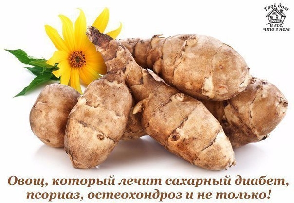Овощ, который лечит сахарный диабет, псориаз, остеохондроз и не только! Овощ, который лечит сахарный диабет, псориаз, остеохондроз и не только!