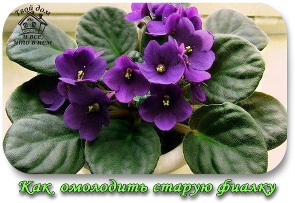 КАК ОМОЛОДИТЬ СТАРУЮ ФИАЛКУ КАК ОМОЛОДИТЬ СТАРУЮ ФИАЛКУ