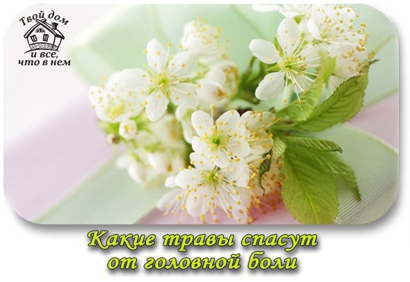 Какие травы спасут от головной боли.
