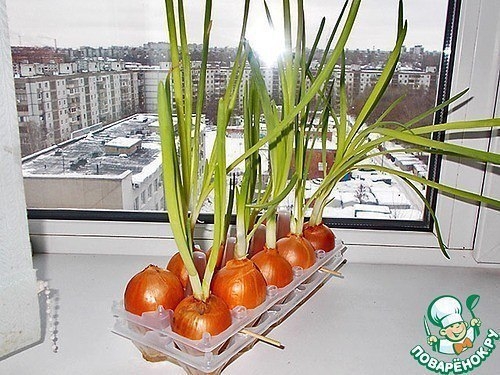 Как вырастить лук на окне зимой