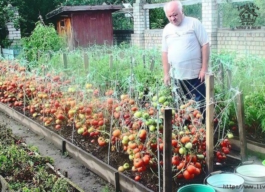 ДЕДОВСКИЙ РЕЦЕПТ ДЛЯ ТОМАТОВ