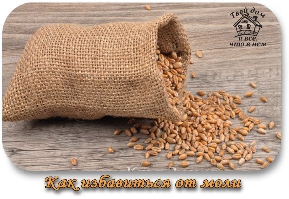 КАК ИЗБАВИТЬСЯ ОТ МОЛИ.