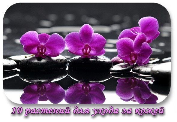 10 РАСТЕНИЙ ДЛЯ УХОДА ЗА КОЖЕЙ