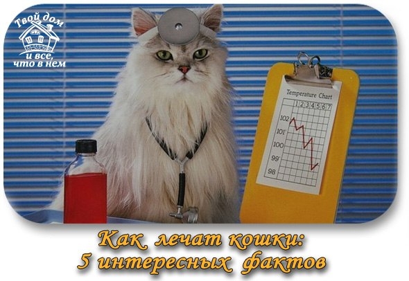 Как лечат кошки: 5 невероятных фактов о домашних целителях.