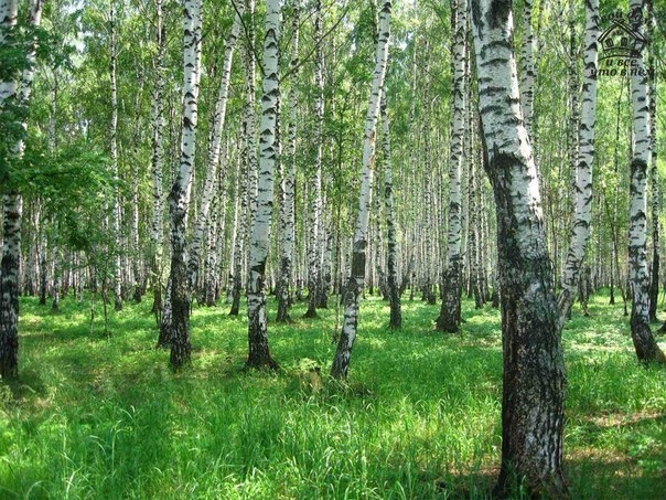 Березовый дар природы