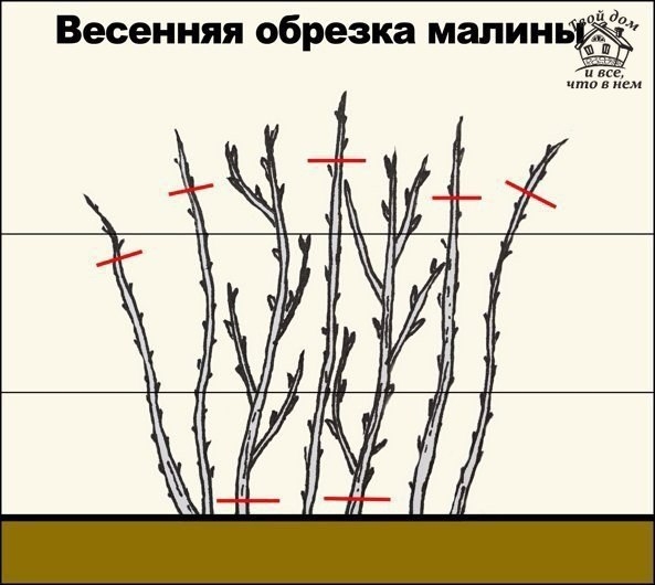 Зачем обрезать верхушки у малины Зачем обрезать верхушки у малины