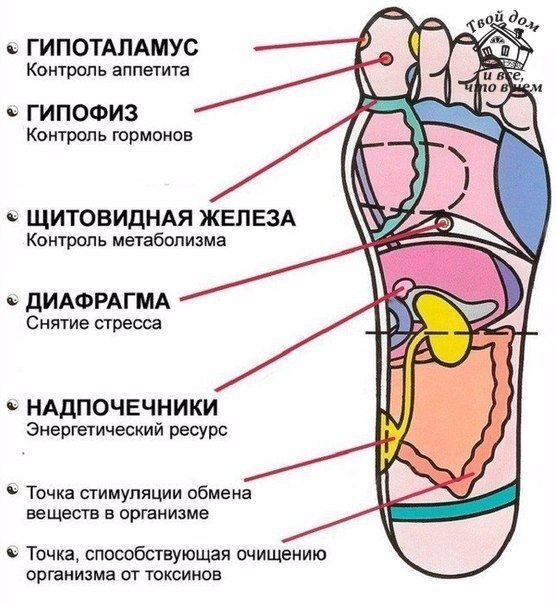 7 АКТИВНЫХ ТОЧЕК НА СТОПЕ ВЕРНУТ ВАС К ЖИЗНИ ЗА ПАРУ МИНУТ! 7 АКТИВНЫХ ТОЧЕК НА СТОПЕ ВЕРНУТ ВАС К ЖИЗНИ ЗА ПАРУ МИНУТ!