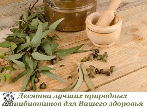 Десятка лучших природных антибиотиков для Вашего здоровья