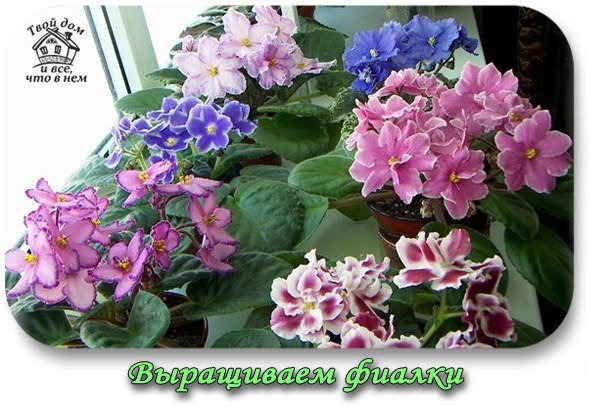 Выращиваем фиалки