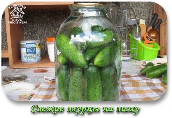 Свежие огурцы (и не только) на зиму