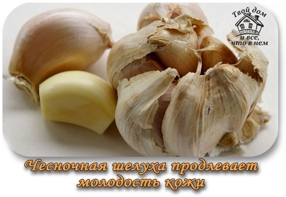Чесночная шелуха продлевает молодость кожи!