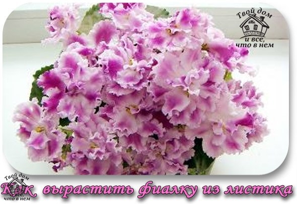 Как вырастить фиалки из листика Как вырастить фиалки из листика