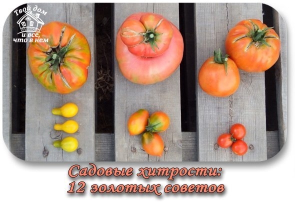 Садовые хитрости: 12 золотых советов Садовые хитрости: 12 золотых советов