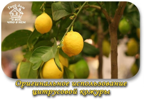 Оригинальное использование цитрусовой кожуры