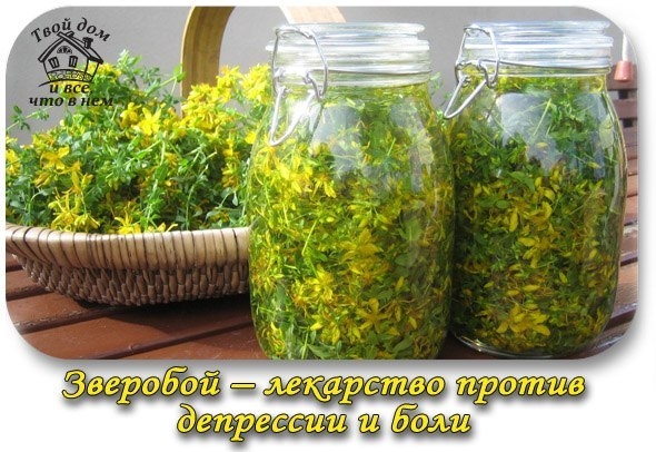 ЗВЕРОБОЙ &ndash; ЛЕКАРСТВО ПРОТИВ ДЕПРЕССИИ И БОЛИ