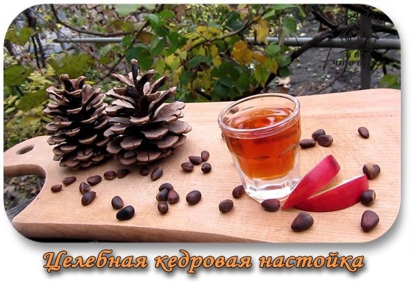 Целебная кедровая настойка