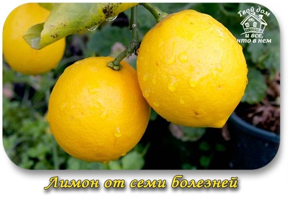 ЛИМОН ОТ СЕМИ БОЛЕЗНЕЙ ЛИМОН ОТ СЕМИ БОЛЕЗНЕЙ