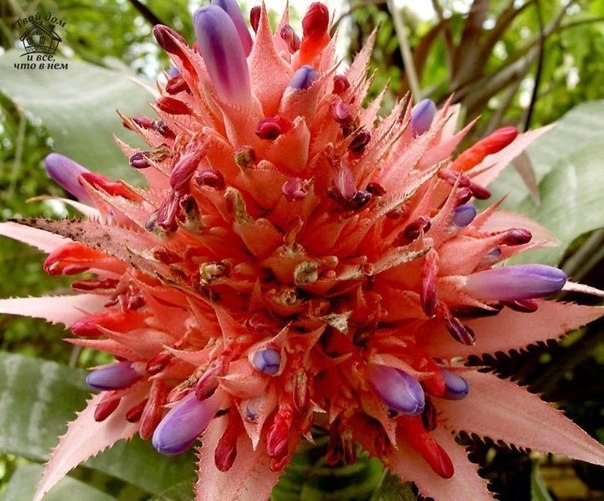 Эхмея (Aechmea) – уход, виды Эхмея (Aechmea) – уход, виды