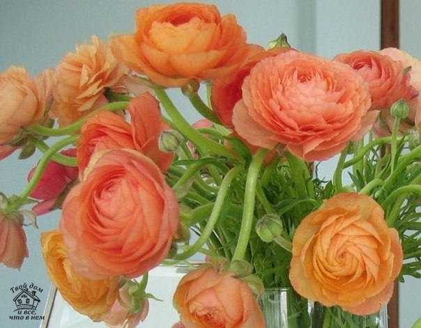 РАНУНКУЛЮС РАНУНКУЛЮС