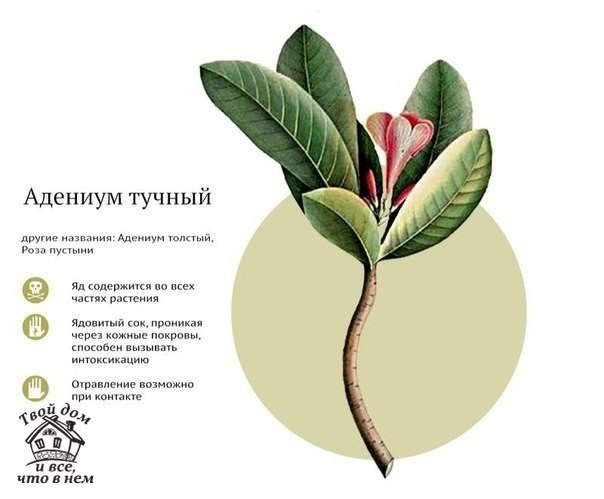 Самые ядовитые комнатные растения.