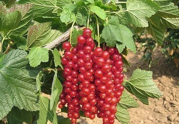 КАК ОБРАБАТЫВАТЬ КУСТЫ МАЛИНЫ И СМОРОДИНЫ