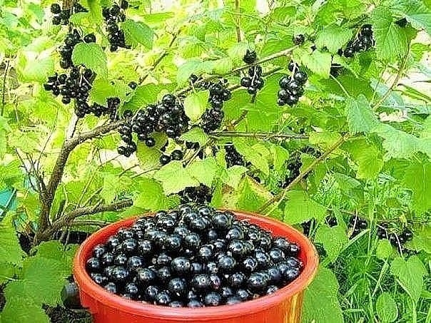 УХОД ЗА МАЛИНОЙ И СМОРОДИНОЙ ПОСЛЕ ПЛОДОНОШЕНИЯ УХОД ЗА МАЛИНОЙ И СМОРОДИНОЙ ПОСЛЕ ПЛОДОНОШЕНИЯ